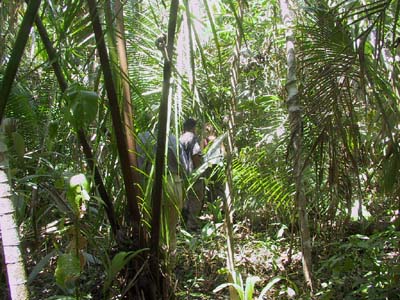 Corozal Grove
