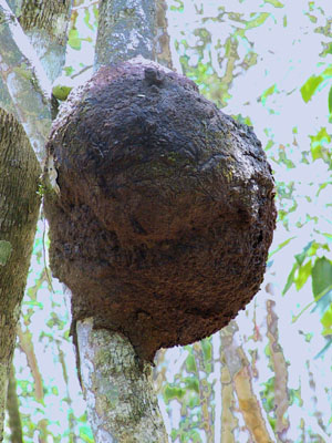 Termite Nest