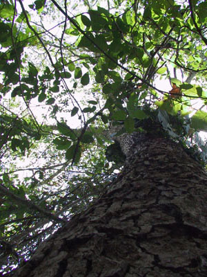 Avocado Tree
