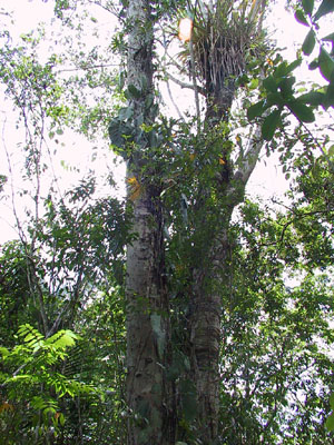 Trees with Occupants
