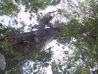 Old Growth Tree