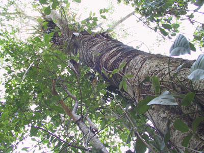 Old Growth Tree