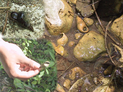 "Jutes" or Snails