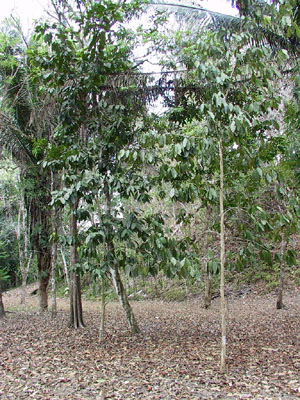 Young Allspice Trees