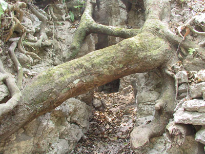 Looter's Trench
