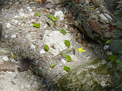 Leaf Cutter Ants