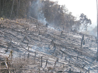 Slash and Burn