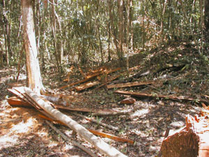 Illegal Lumbering at El Pilar