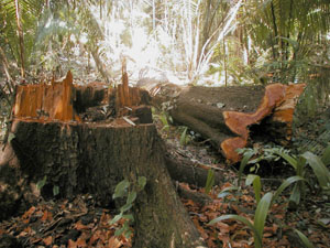 Cut Trees at El Pilar