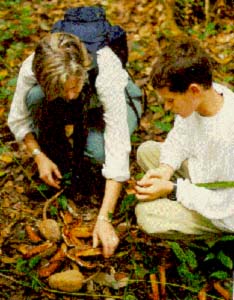 Collecting Mahogany Seeds